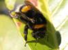 Bombus sp.